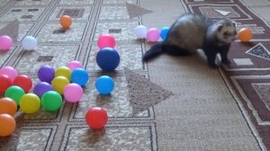 Хорек играет дома!!! Хорек играет видео!!! Хорек играет!!!  Хорек бесится!!! Ferrets playing!!!