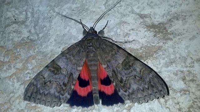 Ленточница, ночная бабочка, совка смотреть онлайн