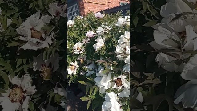 Деревовидні піони