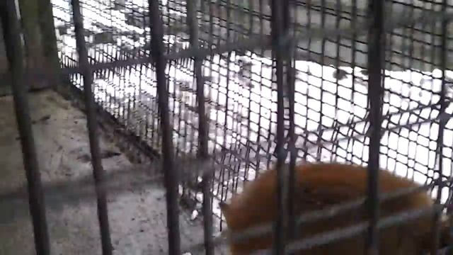 Лиса в клетке смотреть онлайн