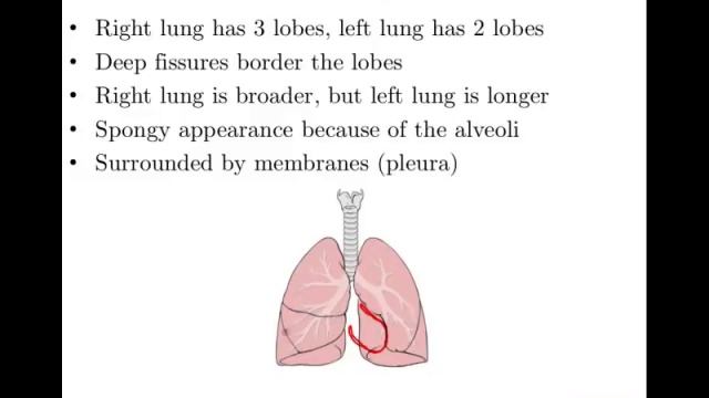 Anatomy and Physiology of Respiratory System смотреть онлайн