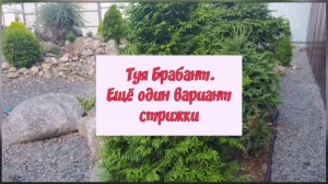 Туя Брабант.Ещё один вариант стрижки.