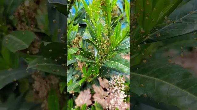 Детеныши паука крестовика.