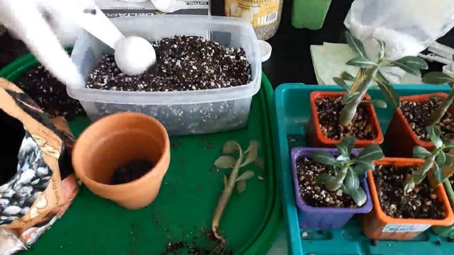 Домашние Адениумы - пересадка малышей Адениума смотреть онлайн