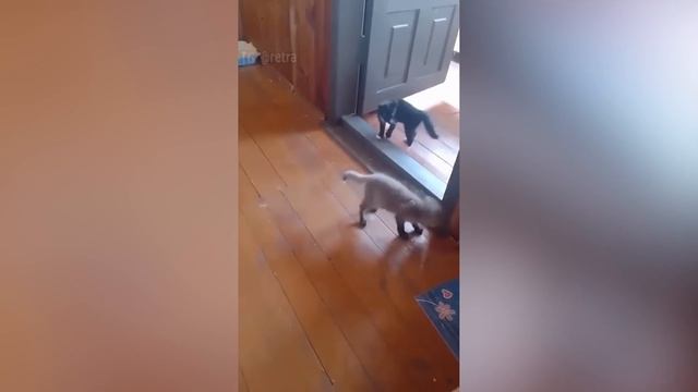 ТЕСТ НА ПСИХИКУ/ 25 МИНУТ СМЕХА/ЛУЧШИЕ ПРИКОЛЫ ЗА ОКТЯБРЬ 2023 РЖАКА/ПОПРОБУЙ НЕ СМЕЙСЯ! BEST COUB смотреть онлайн