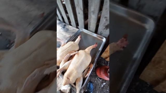 Забой утки Стар -53 в 56 дней смотреть онлайн