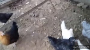 Зимняя Пропойка Кур//Памятка Птицеводу//Куры Несушки Зимой!