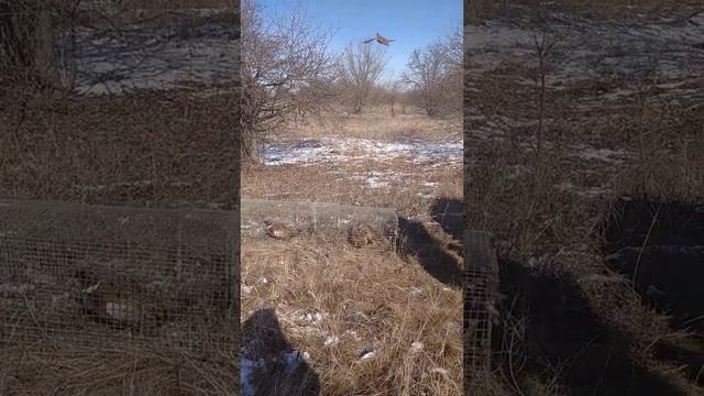 как развести фазана в охотничьих угодиях. смотреть онлайн