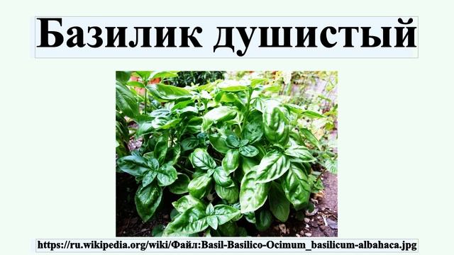 Базилик душистый смотреть онлайн