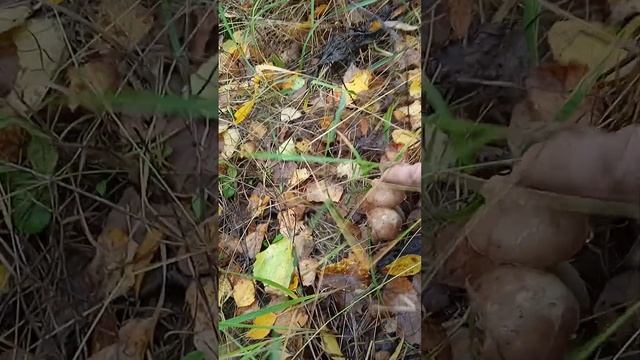 грибы, Подмосковье, Клинский район. грибов нет) смотреть онлайн