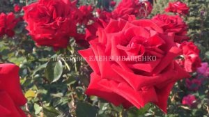 Розы ЦВЕТУЩИЕ ВСЁ ЛЕТО. ЛУЧШИЕ СОРТА РОЗ: Супер Гранд Аморе
