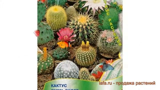 Кактус обыкновенный Смесь видов (smes vidov) ? обзор: как сажать, семена кактуса Смесь видов смотреть онлайн