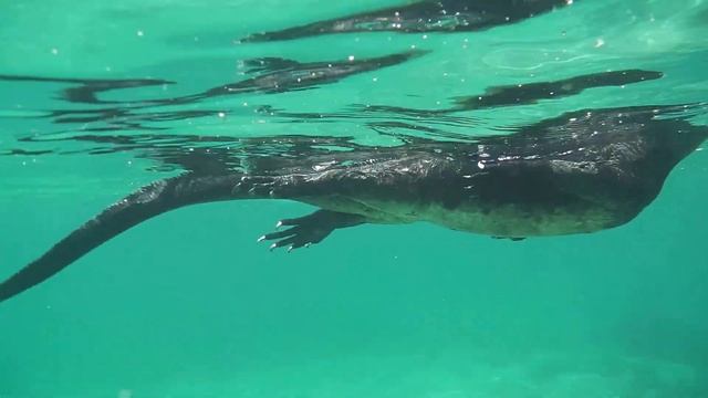 Iguana marina. Isla Isabela. Galápagos. Морская игуана. Галапагосы смотреть онлайн