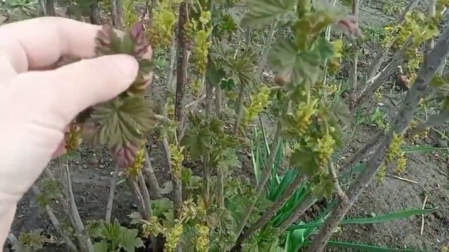 Цыплята ждут своего покупателя, я их продаю! Селезень ленивый, но обязанности??никто не отменял смотреть онлайн