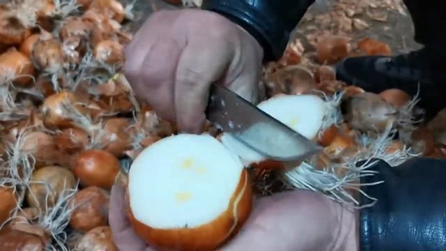 ЛУК оптом на ПЕРО. Калибр 5+ смотреть онлайн
