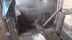 Как выбрать подсадную утку + как их содержать