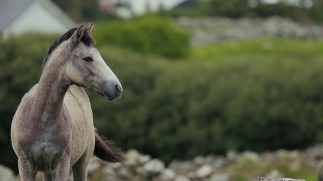 5 Причин Который я люблю Животных