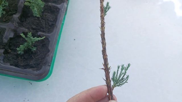 Черенкую можжевельник Блю Эрроу.26.06.2023 смотреть онлайн