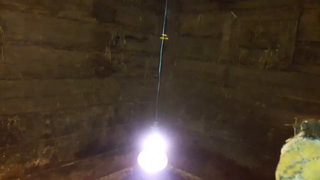 Вьетнамские Свиньи и Кабан смотреть онлайн