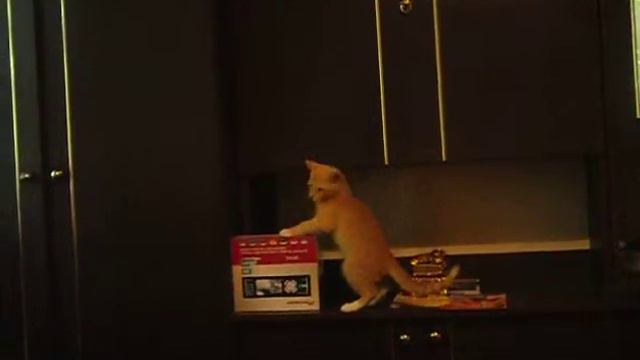 коте) смотреть онлайн