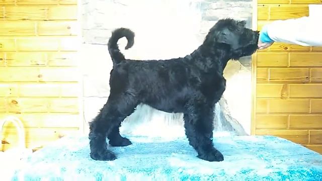 Щенок Русского черного терьера смотреть онлайн