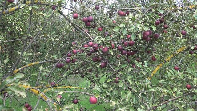 Яблочный сад в Краснодаре. Нереально много яблок смотреть онлайн