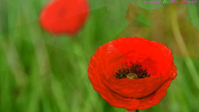 Authors Piano Music (Авторская музыка на фортепиано) смотреть онлайн