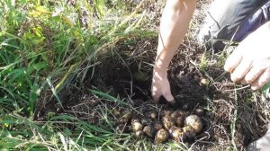 Посадка картофеля под сено. Результат