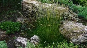 Альпийская горка. Как создать своими руками.