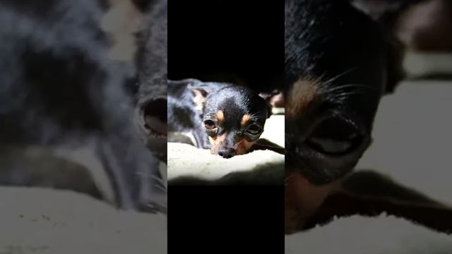 стихотворение про собак смотреть онлайн