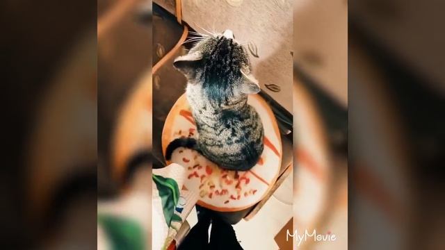 Про моего котика ?????? смотреть онлайн
