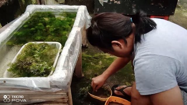 Planting Green Cabomba Aquatic Plant
