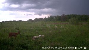 Козлик (косуля) на солонце