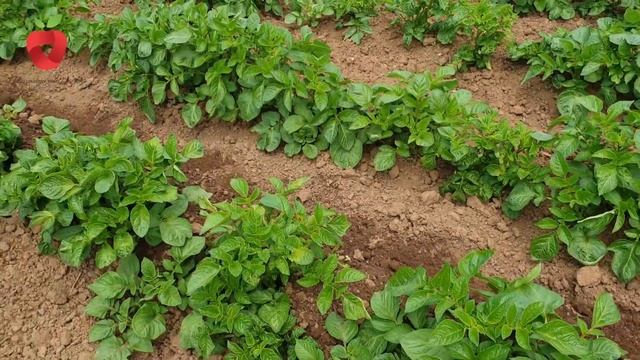 Prirodne metode zaštite krompira od krompirove zlatice смотреть онлайн