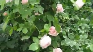 Claire Rose (Клэр Роуз)