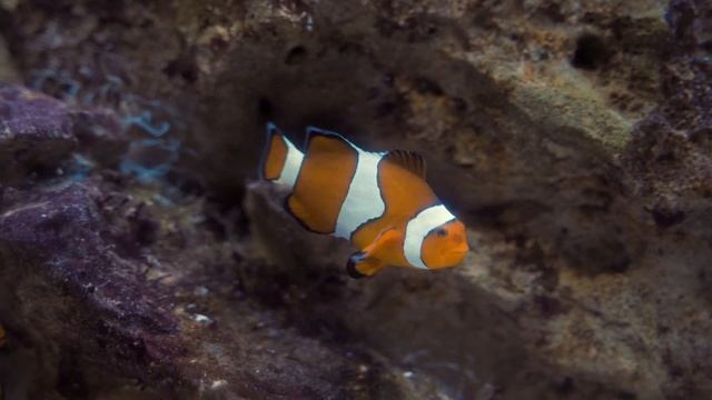UNDERWATER LIFE- (Stunning Underwater Wonders Of The Red Sea + Relaxing Music )