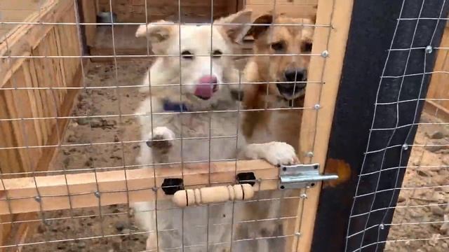 «Оранжевая помощь»_ Помоги выжить вместе с «Ермаком»! смотреть онлайн