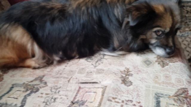 Как уживаются собака и кот на одном диване \ How do dogs and cats get along on the same couch? смотреть онлайн