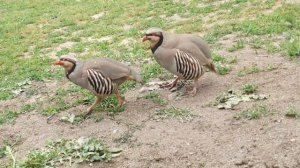 Кабк Чанг дар пули сайрон  #кабк #keklik #rasht