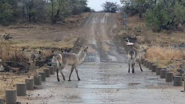 ЮАР 1.11.22 КРЮГЕР 🦏ЗВЕРИ смотреть онлайн