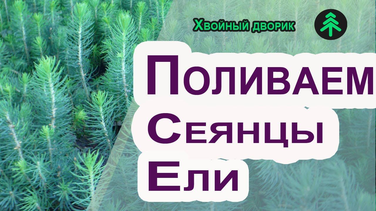 Как поливать сеянцы ели голубой 2-х летки после посадки? Саженцы хвойных - полив и уход смотреть онлайн