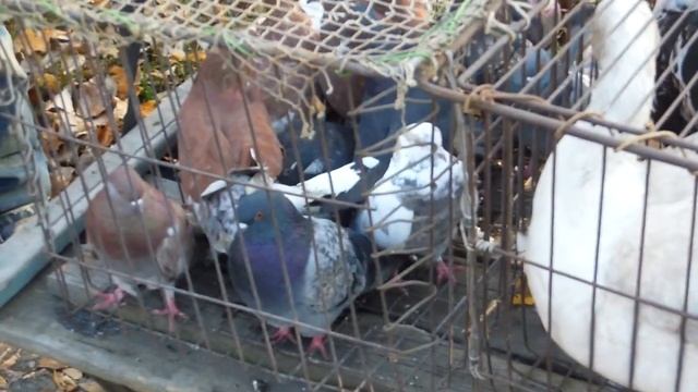 Выставка Свердловск 27 .10. 2019 г. смотреть онлайн