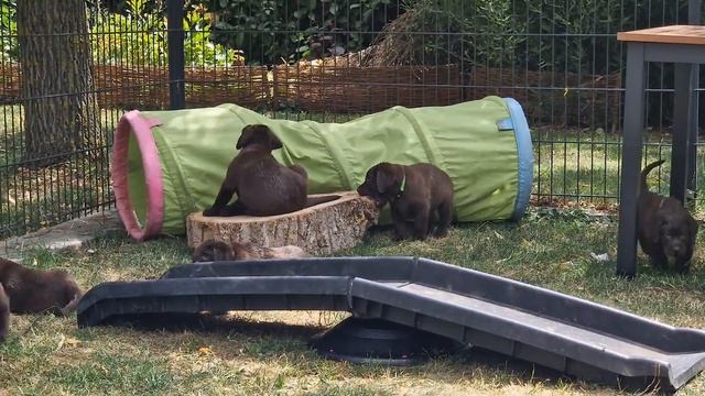 Mayfieldgarden Nr. 2439 Einfach Mittendrin Bei Den Labrador Welpen.