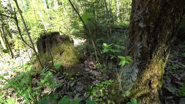 В лес 27 мая 2022 2часть. смотреть онлайн