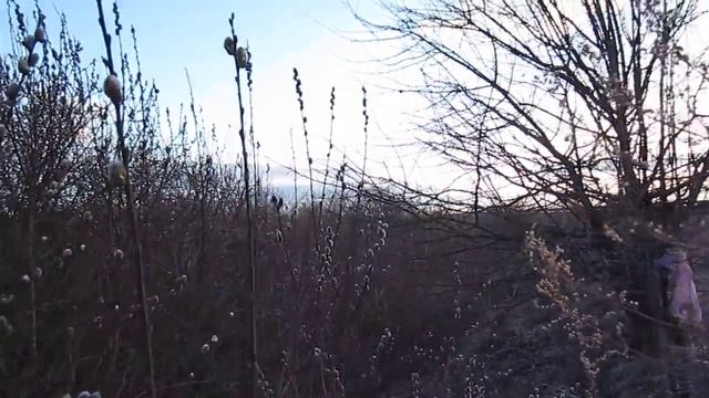 Верба распустилась на Ветьме смотреть онлайн