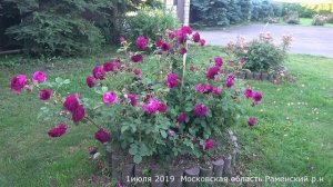 Видео обзор розы Манстед Вуд - Munstead Wood (Austin Великобритания, 2007)