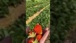 Самый вкусный нсд сорт клубники  Ания краткое описание