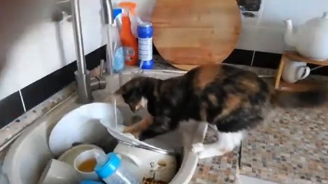 Посудомоечная машина Масяня смотреть онлайн