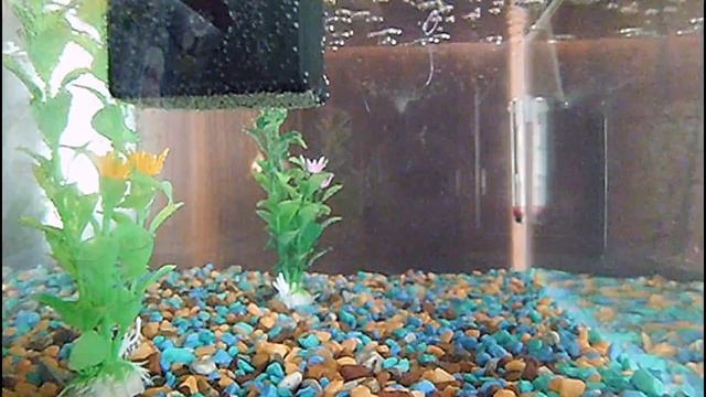 Рыба Тетра красноплавничковая в аквариуме | Tetra fish смотреть онлайн