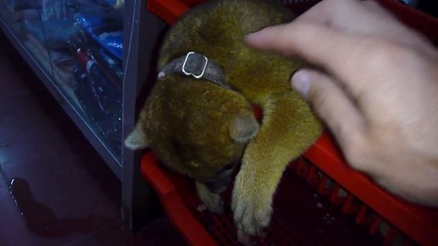 Kinkajou - possibly the cutest animal in the world! смотреть онлайн